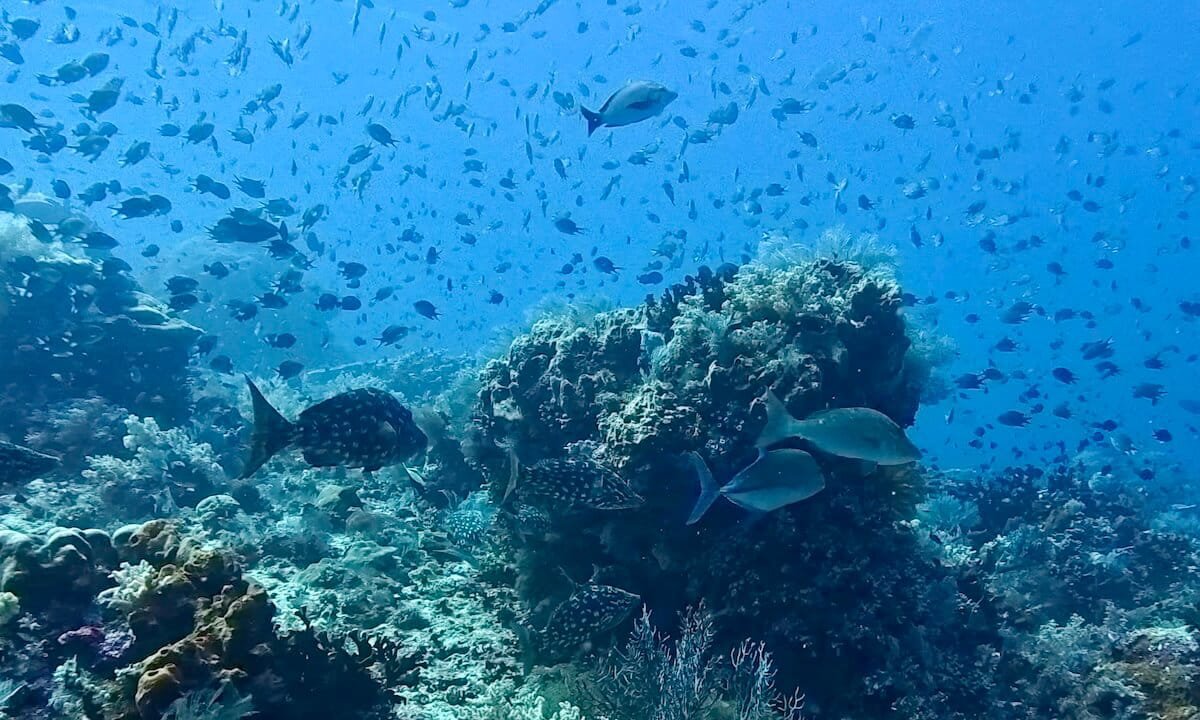 Fondo marino de Komodo