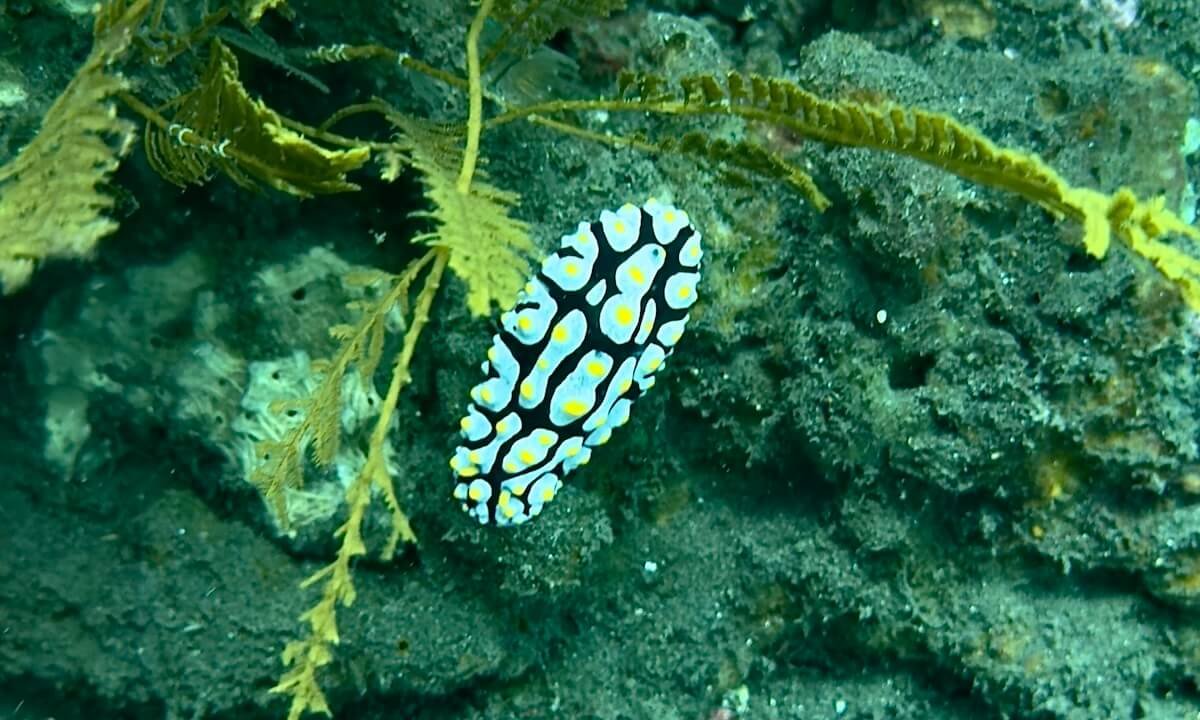 Nudibranquio en Amed
