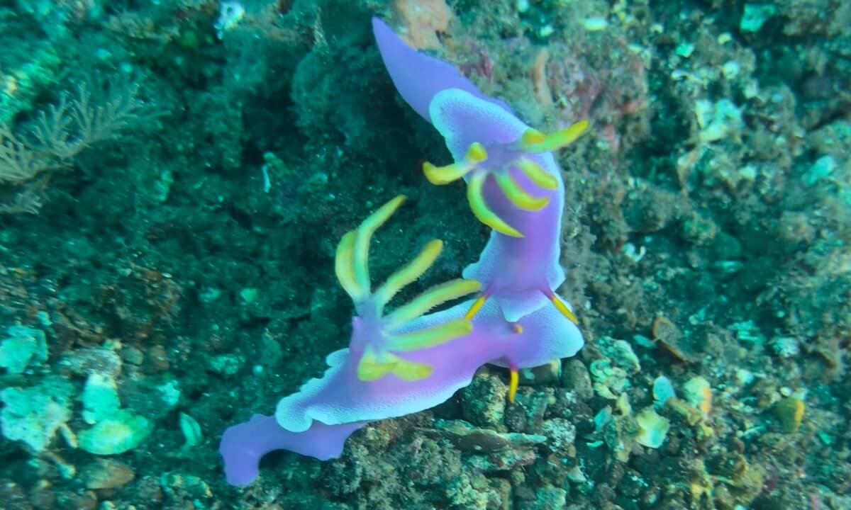 Nudis en Bali