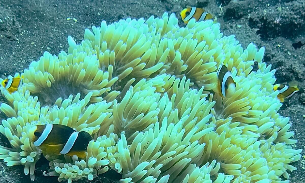 Peces payaso en Bali