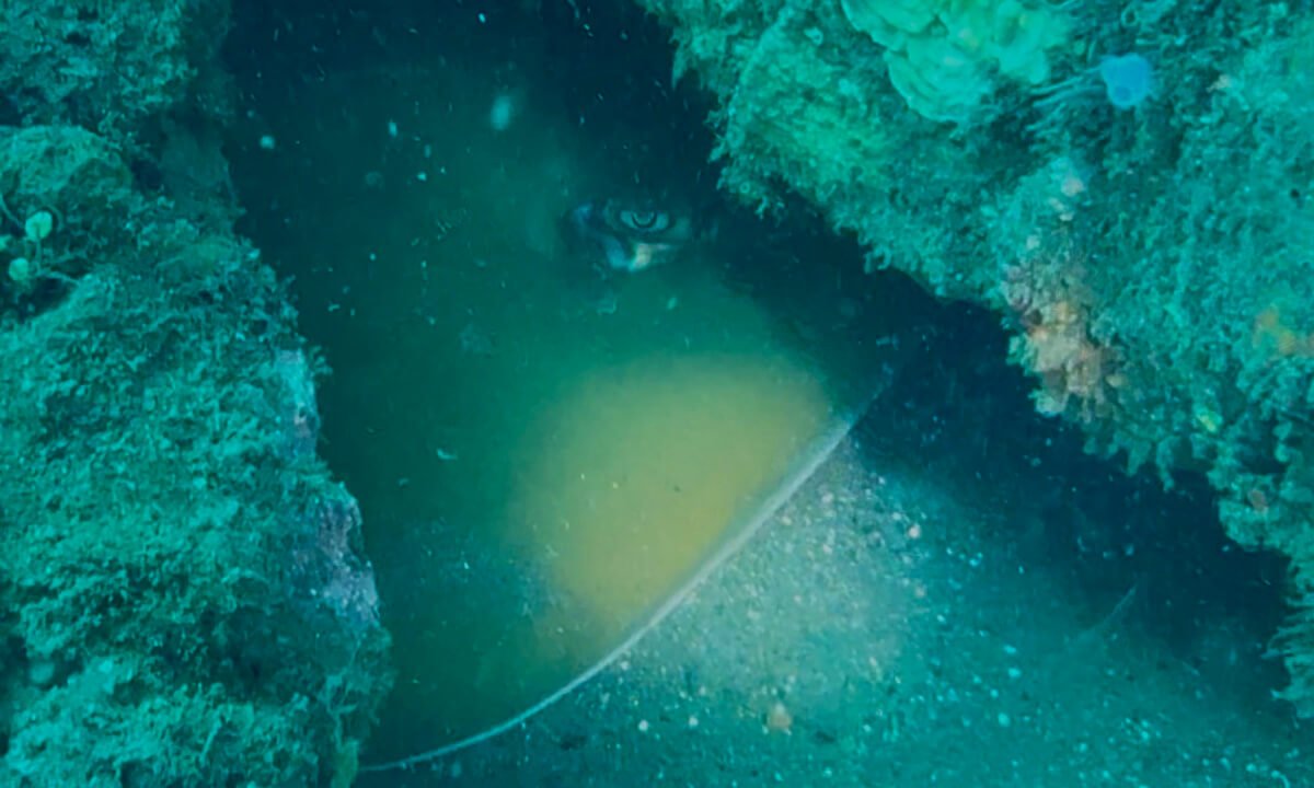 Raya de Jenkins en Bali