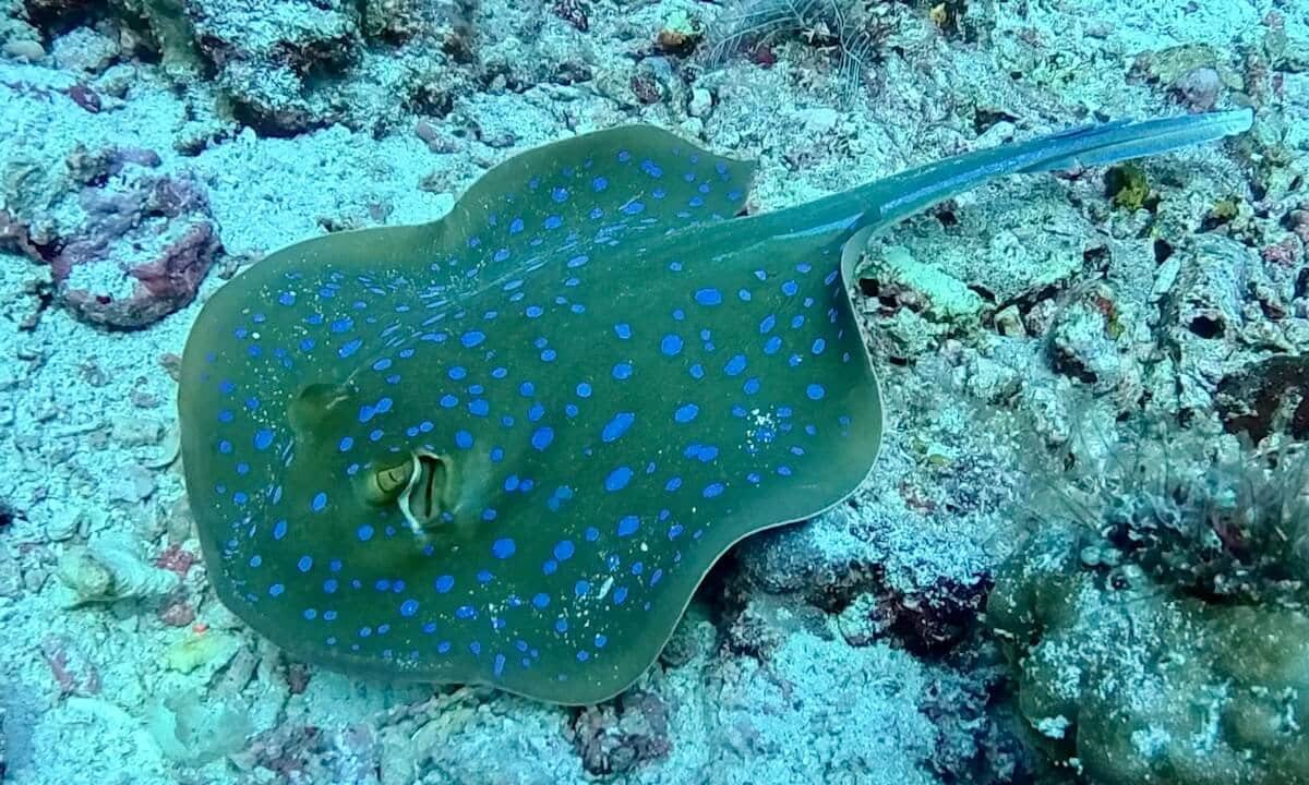 Raya de puntos azules