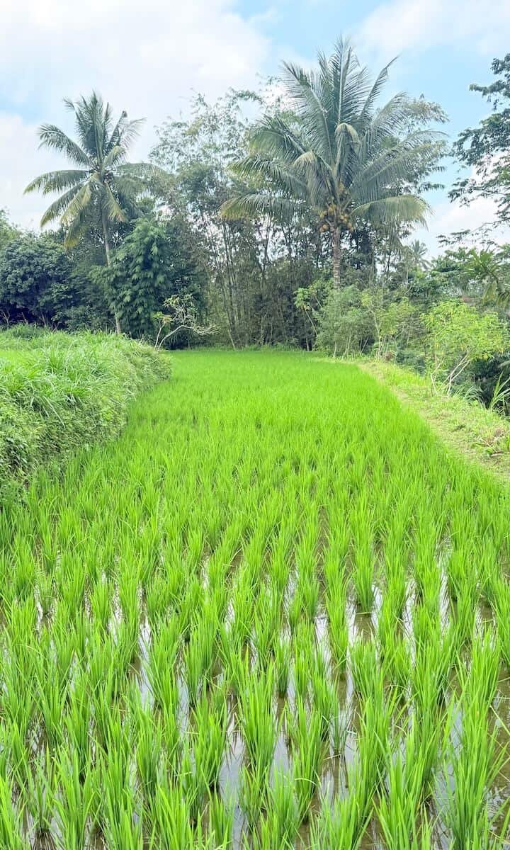 Riego tradicional de arroz en Indonesia