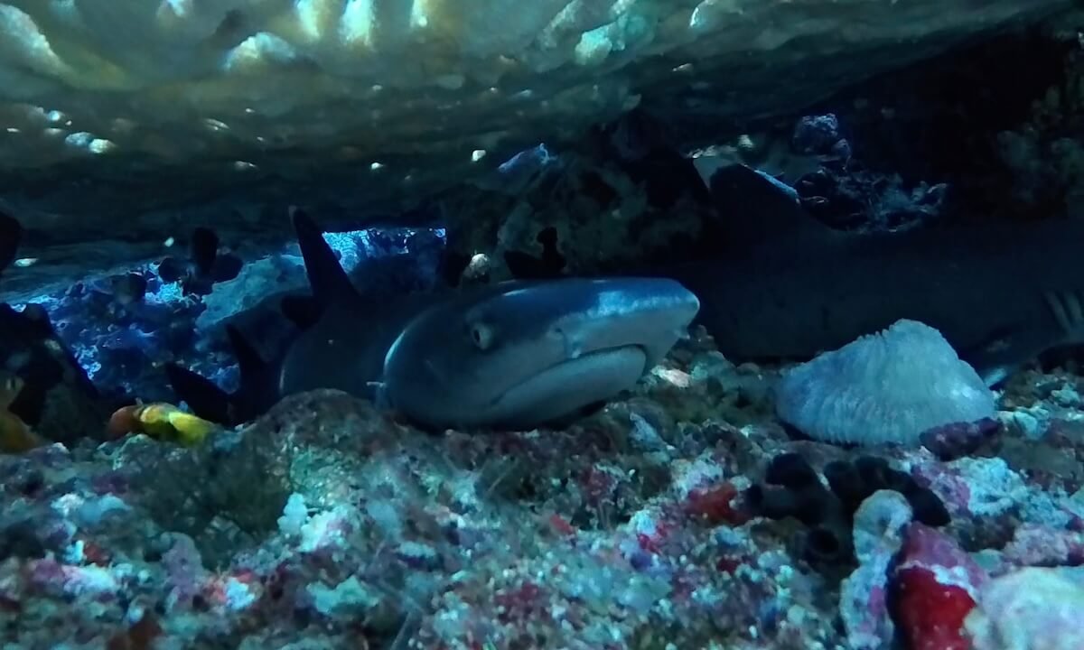 Tiburones descansando