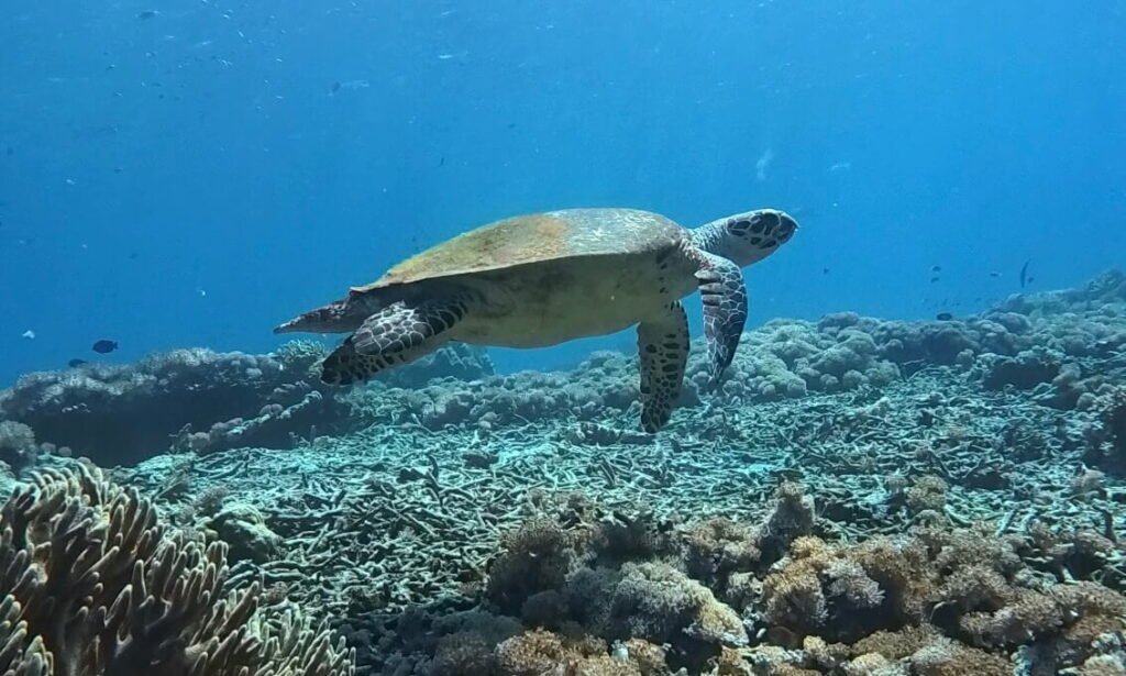 Tortuga Carey sobre un arrecife increíble