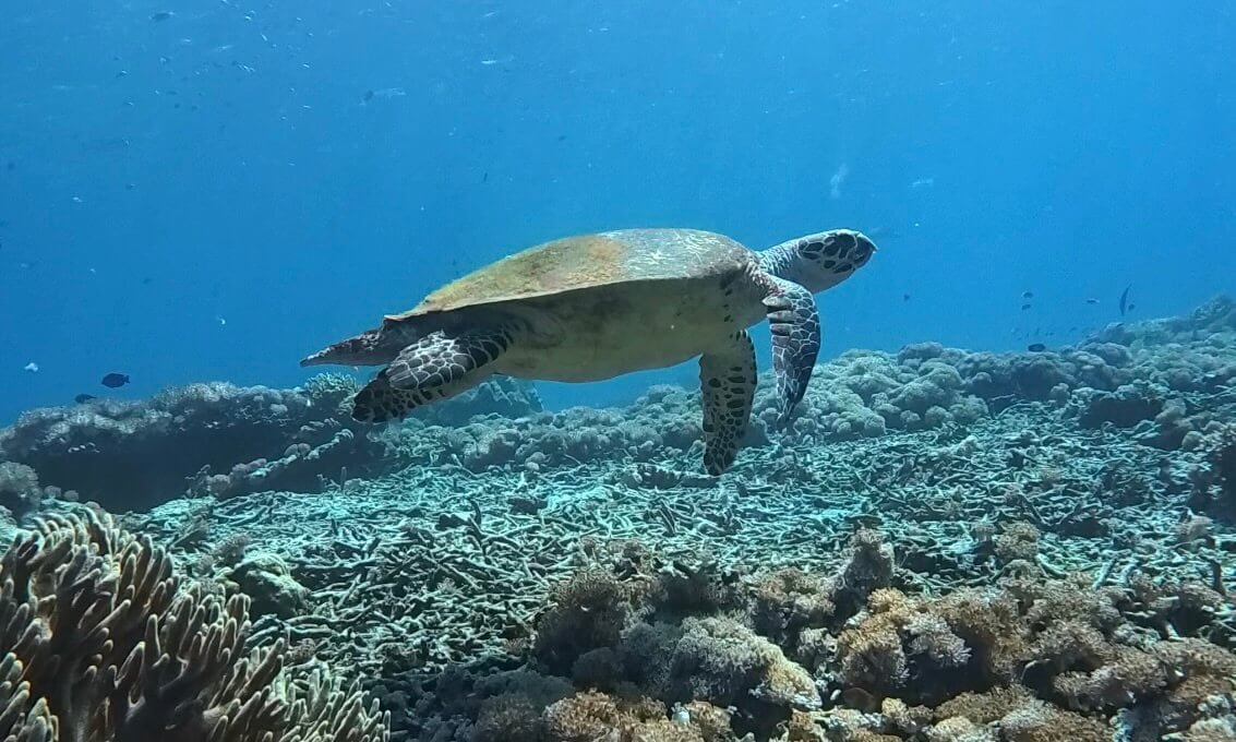 Tortuga Carey sobre un arrecife increíble