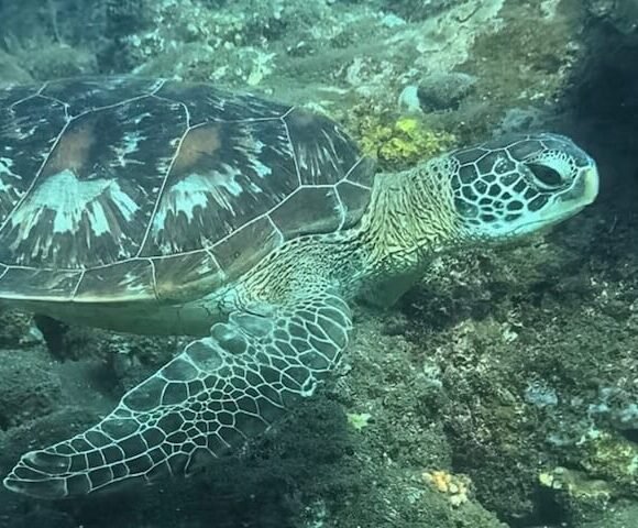 Buceando con tortugas en Bali