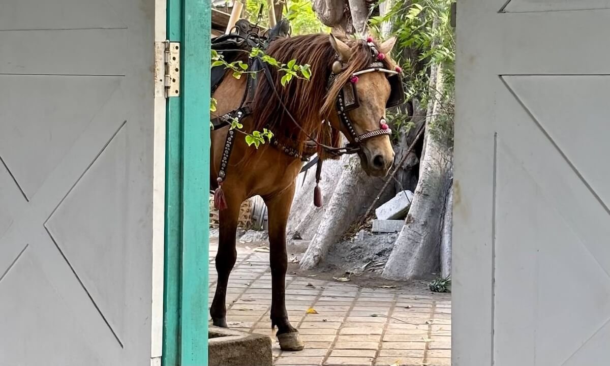 Bonito caballo en las Gilis