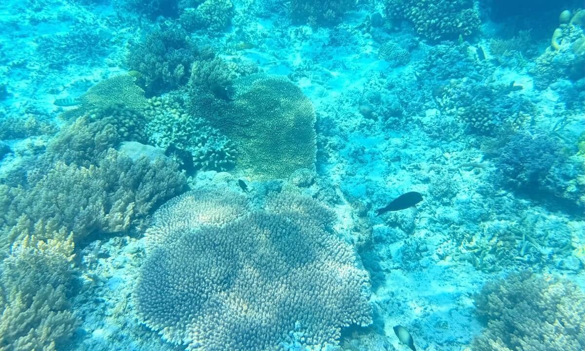 Corales en las Gilis