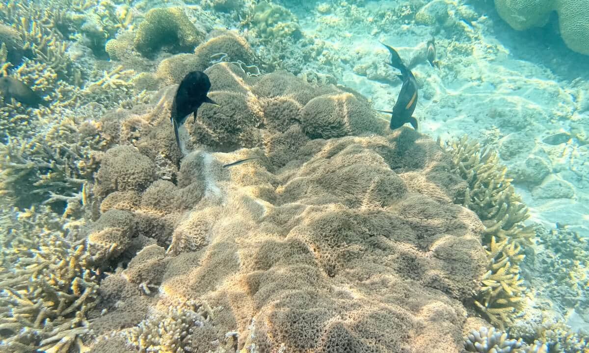 Fondo marino en Gilis