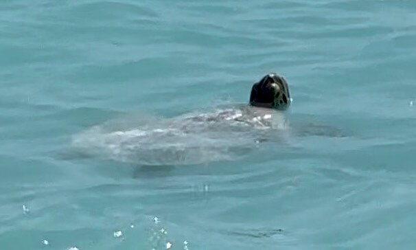 Tortugas en la playa en Gili Meno