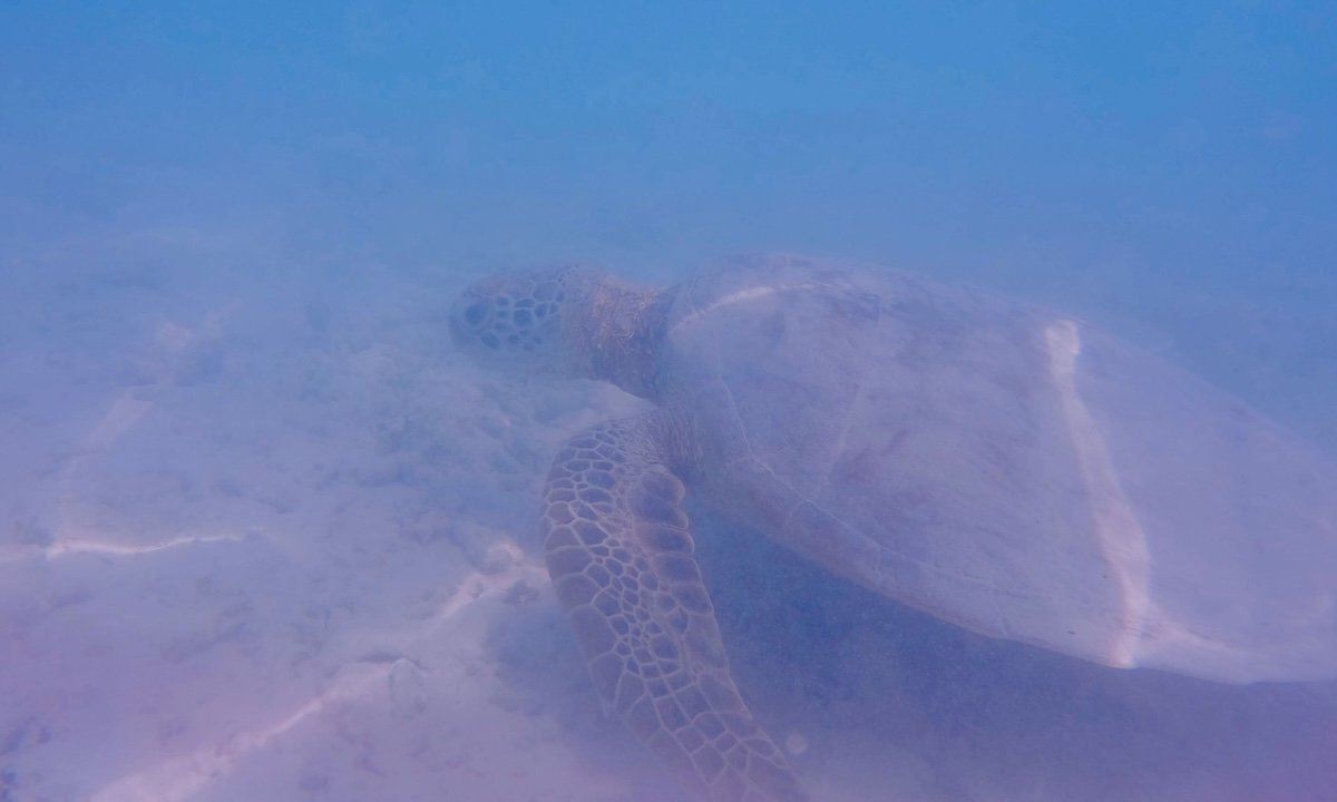 Tortuga en Gili Meno