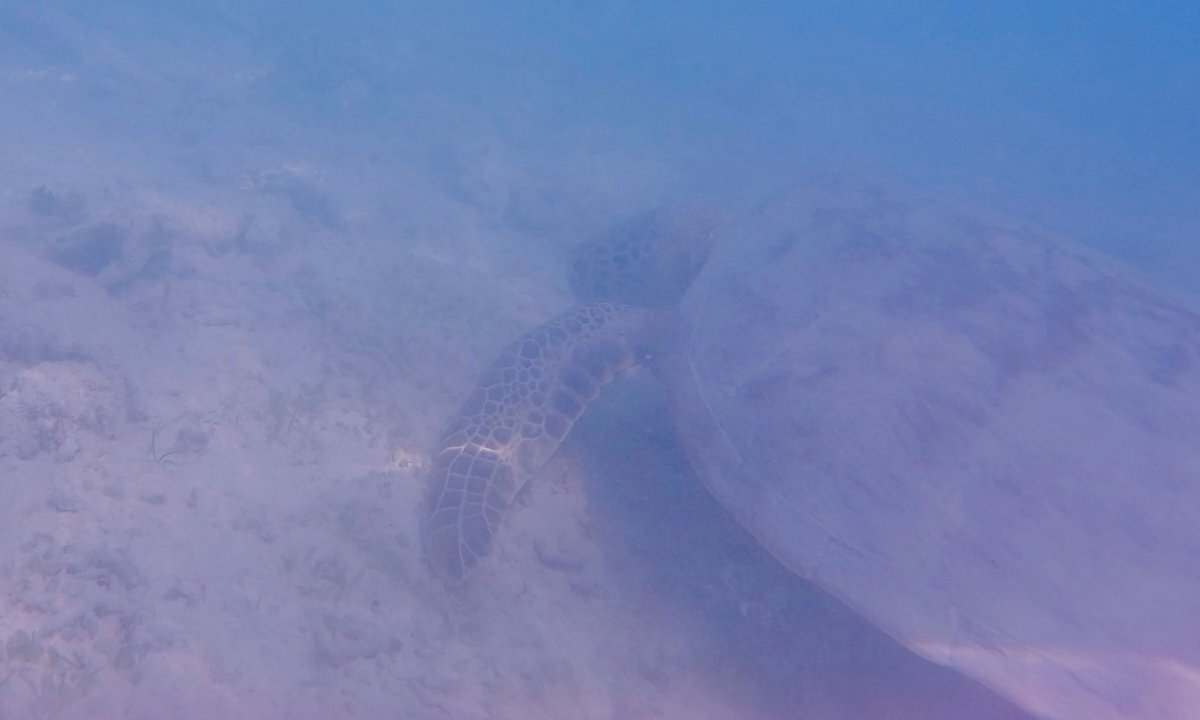 Tortugas en Gili Meno