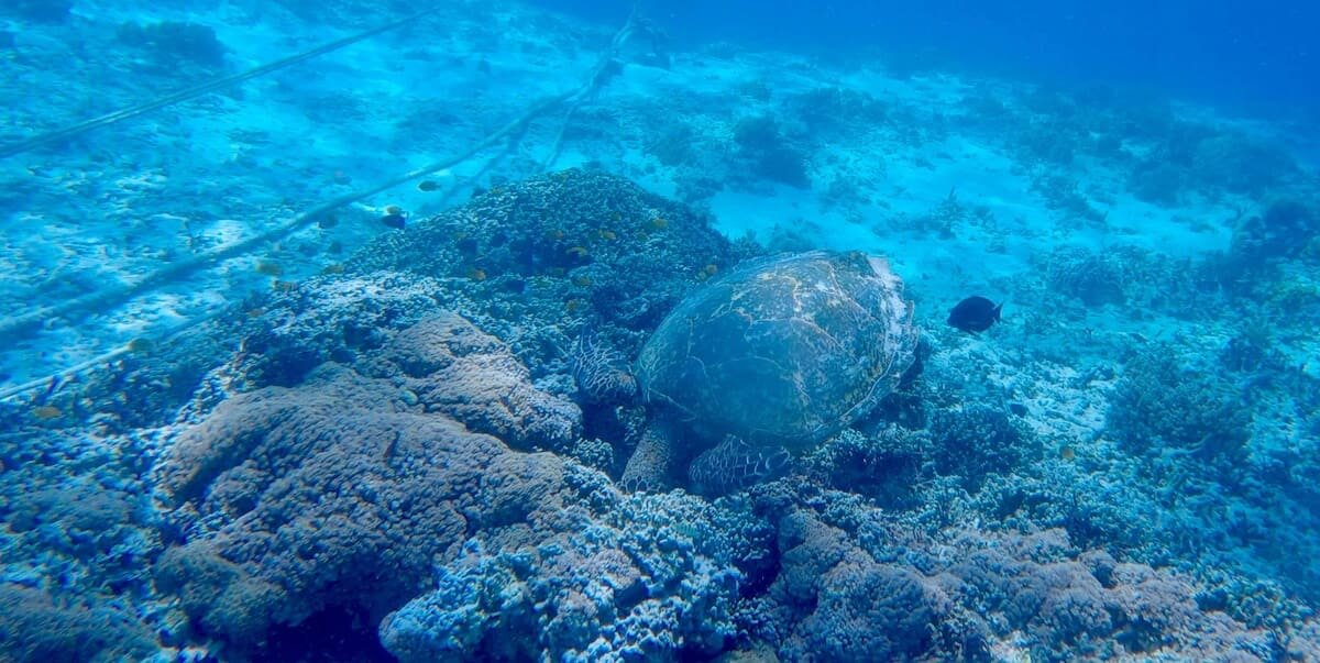 Tortugas en las Gilis