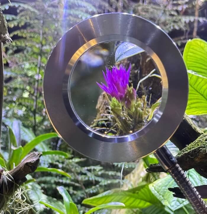 Flores diminutas en la exposición del Cloud Forest