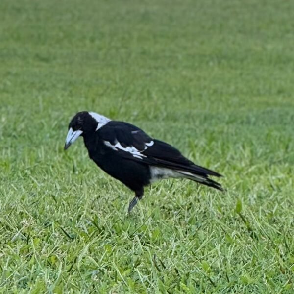 Magpie australiano, el animal más temido por los ciclistas