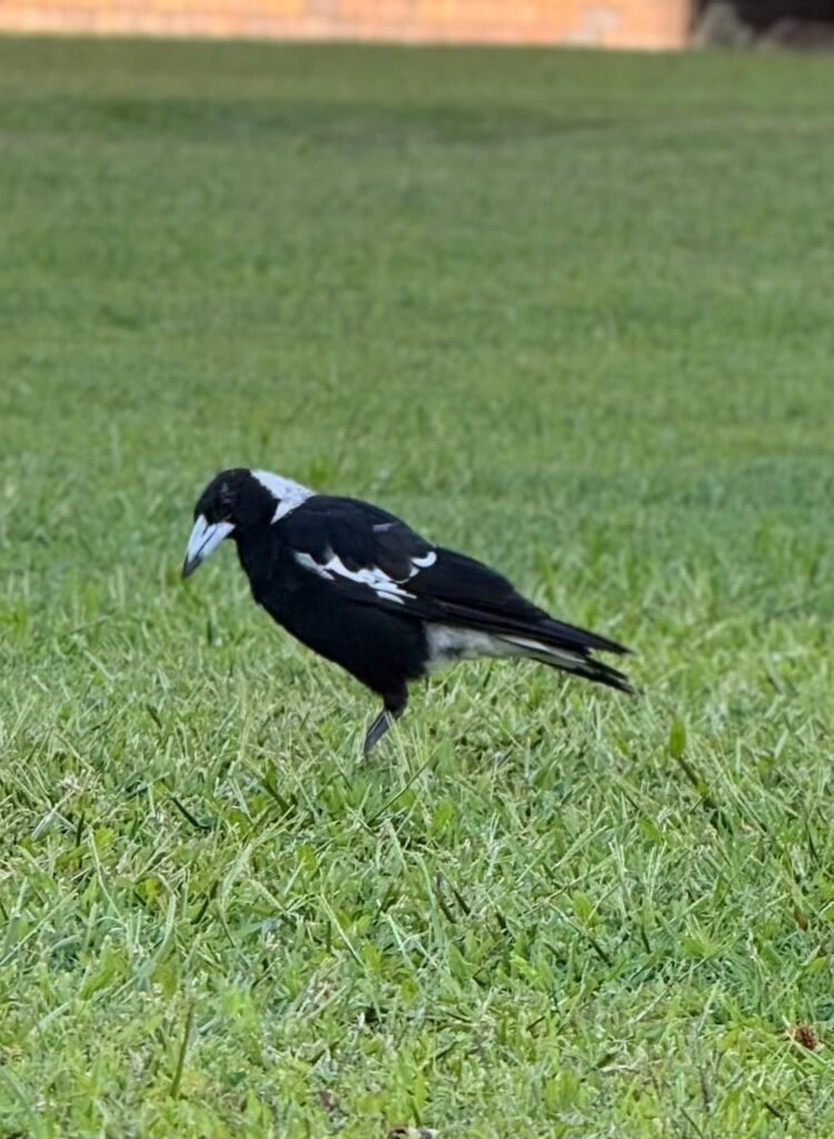 El animal más temido por los ciclistas australianos