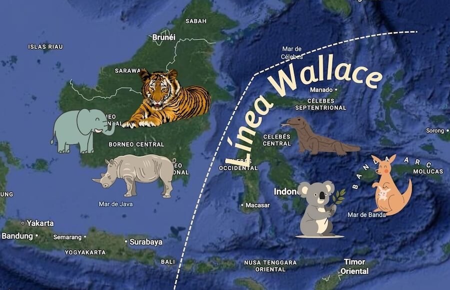 Qué es la línea Wallace y por qué divide la fauna en dos