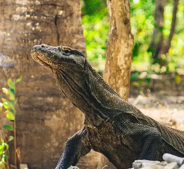 Dragón de Komodo en Libertad. Imagen cedida