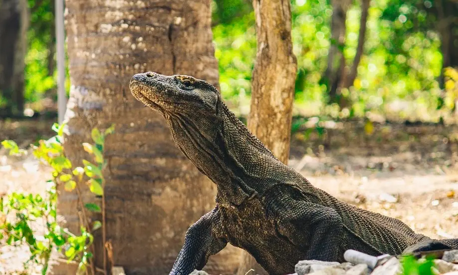 Dragón de Komodo en Libertad. Imagen cedida
