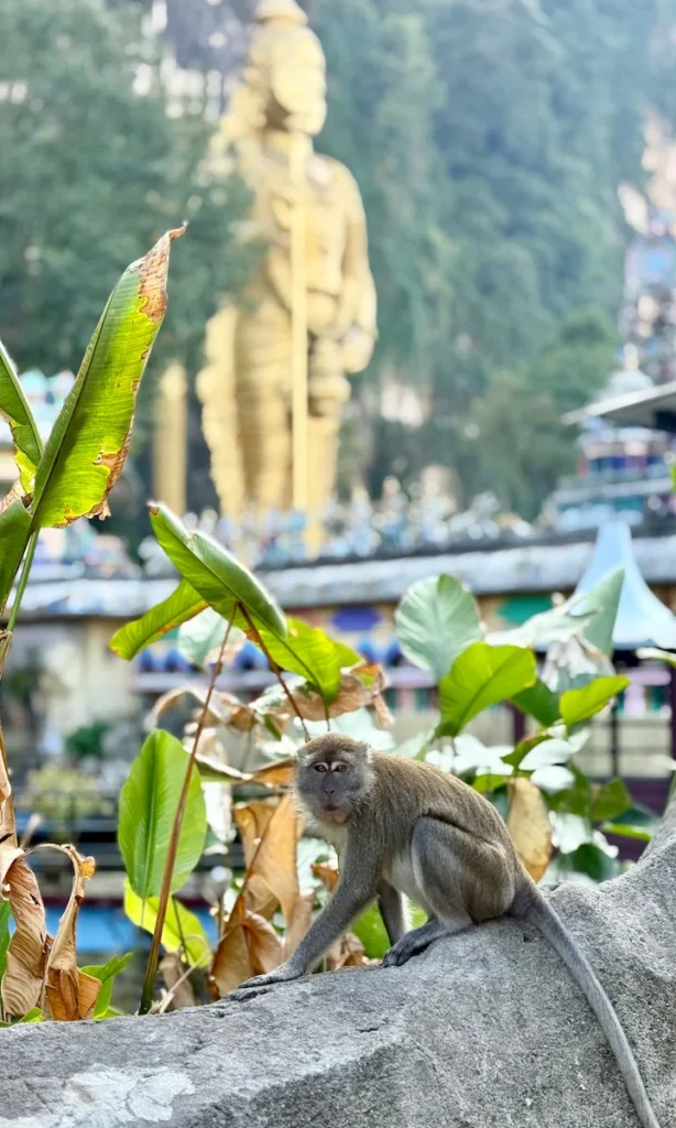Mono en las Batu Caves.