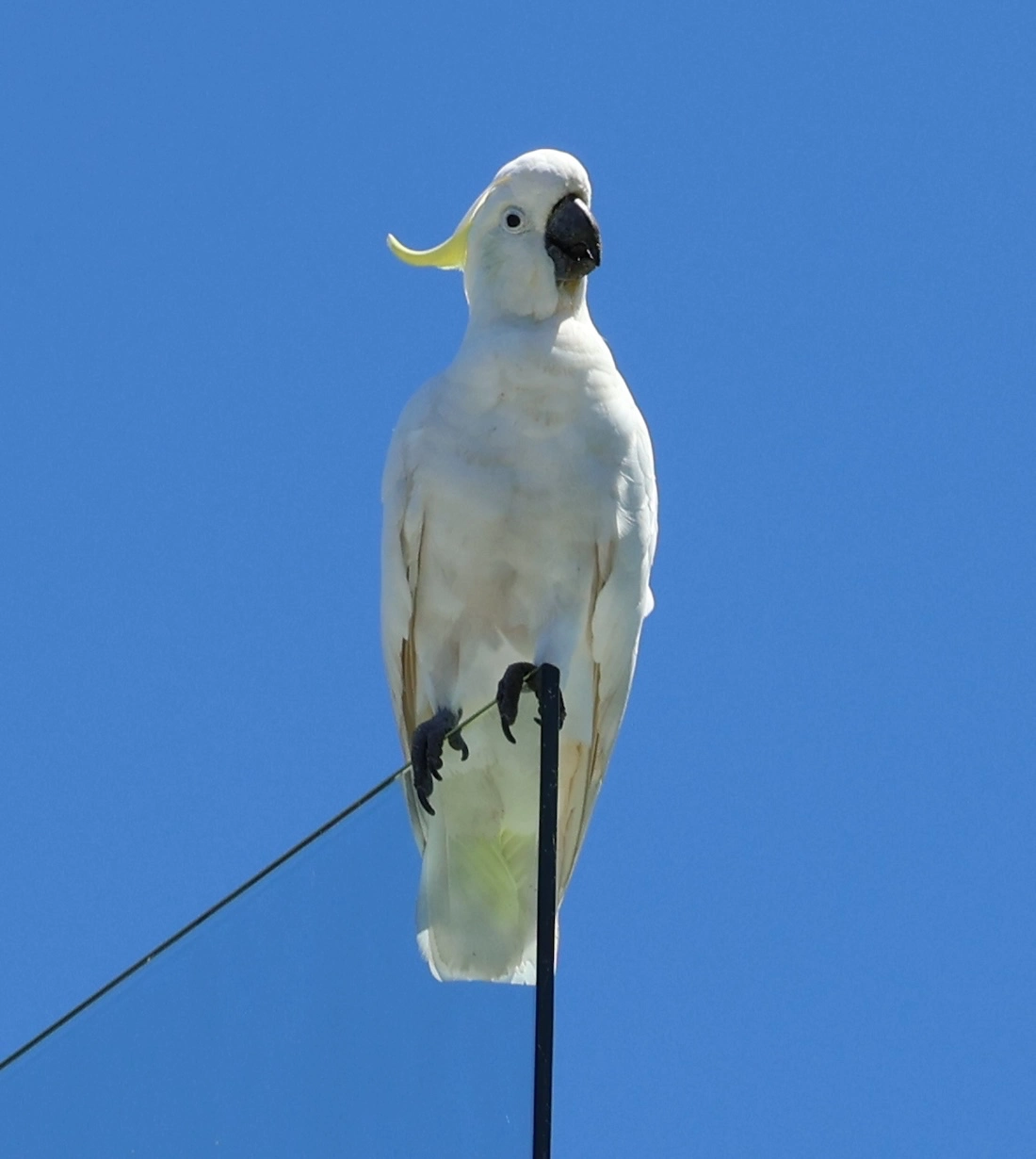 Las cacatuas nos acompañan en el paseo