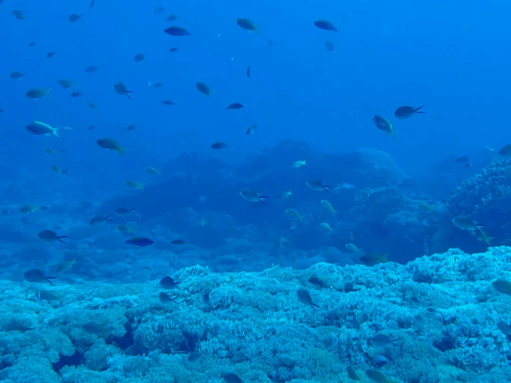 Fondo marino repleto de visa en Nusa Penida