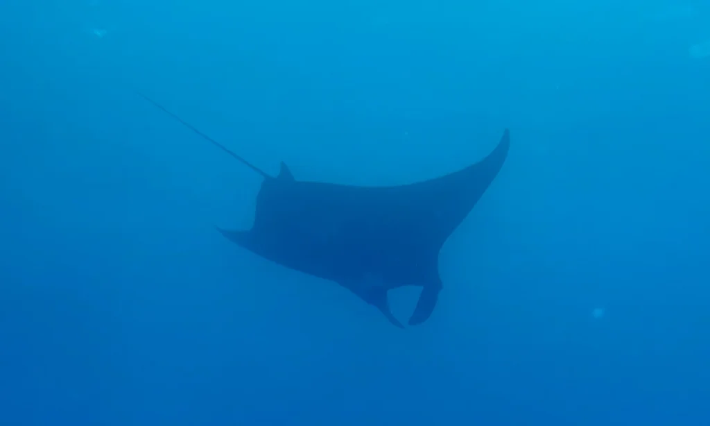 Ver mantas en Nusa Penida es una maravilla