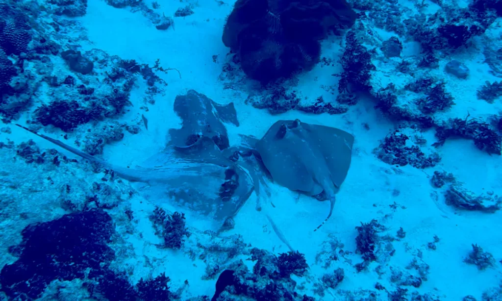 Rayas buceando en Crystal Bay