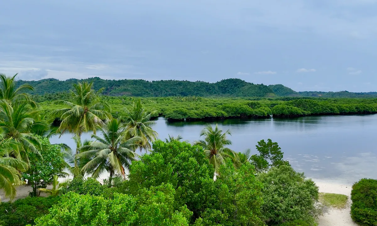 Playa tranquila con palmeras verdes en Siargao