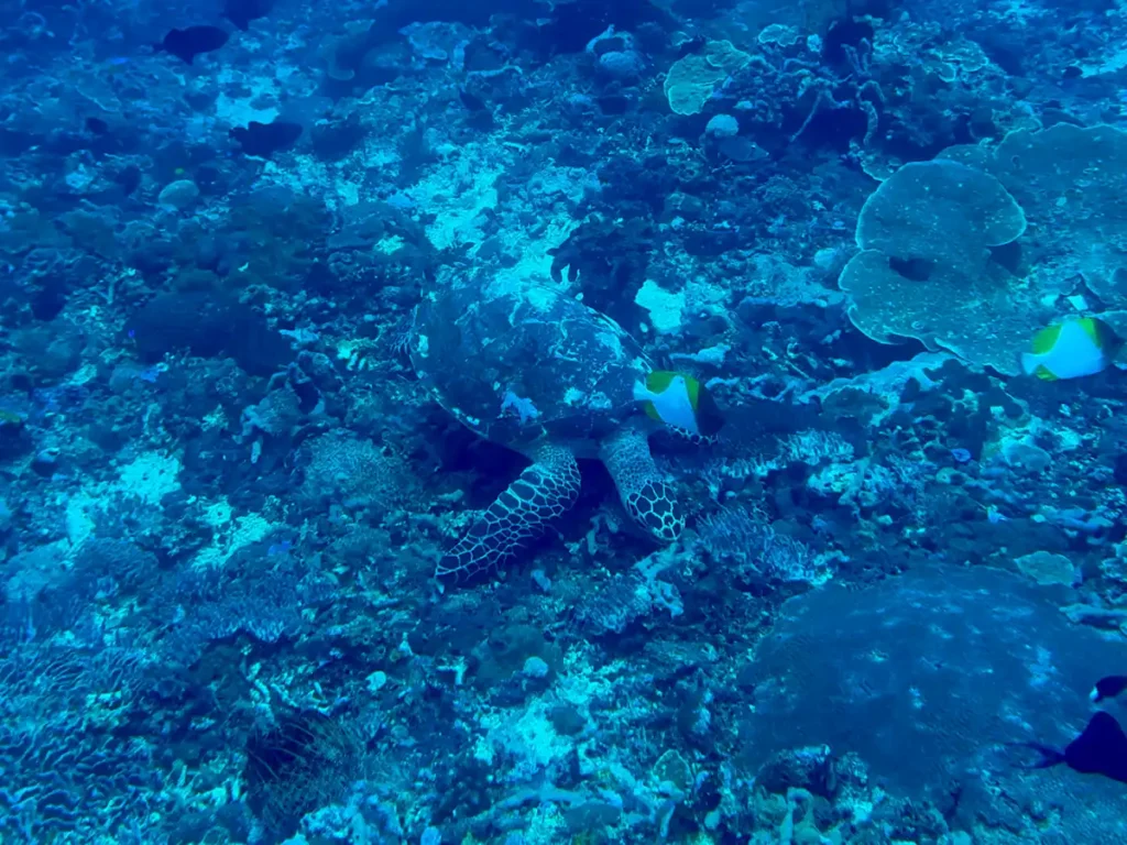 Tortuga buceando en Nusa Penida