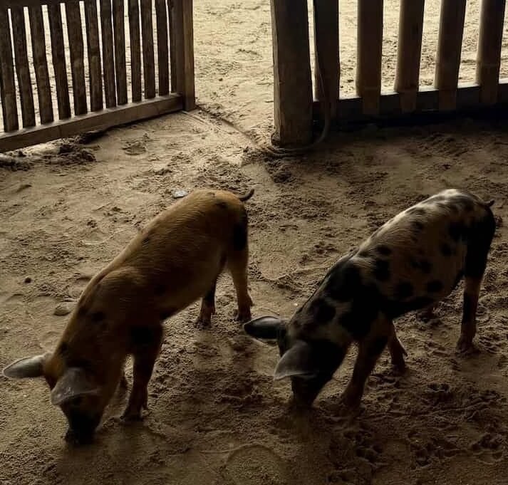 Cerditos en la playa en Filipinas