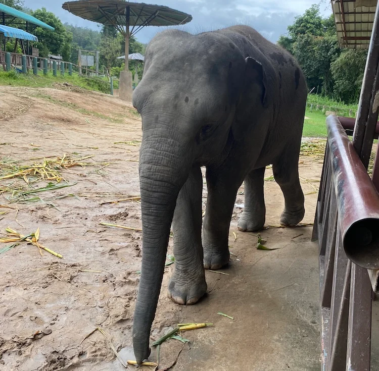 Un elefante adulto caminando