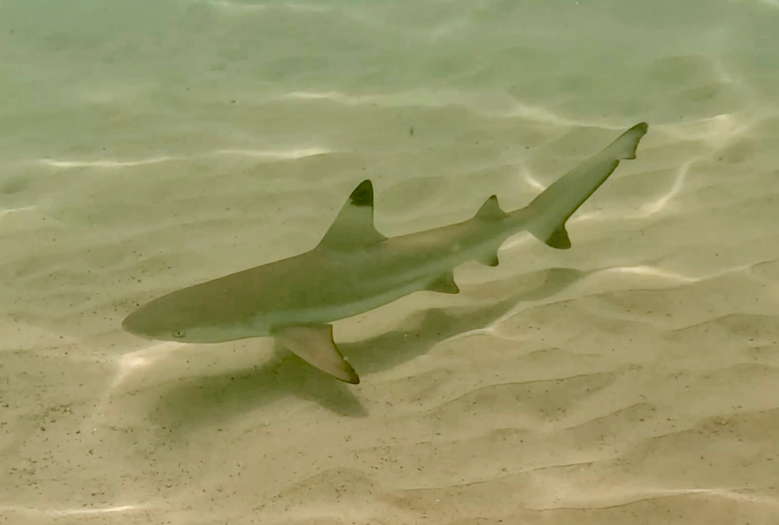 Tiburón bebe de punta negra