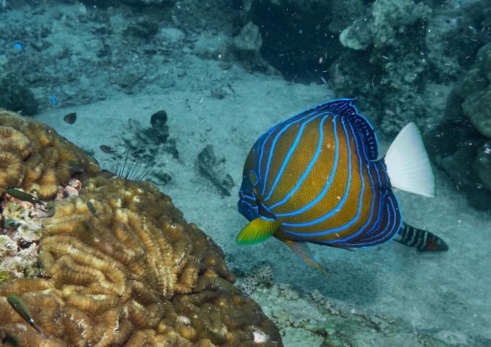Los peces ángel son los dueños del arrecife
