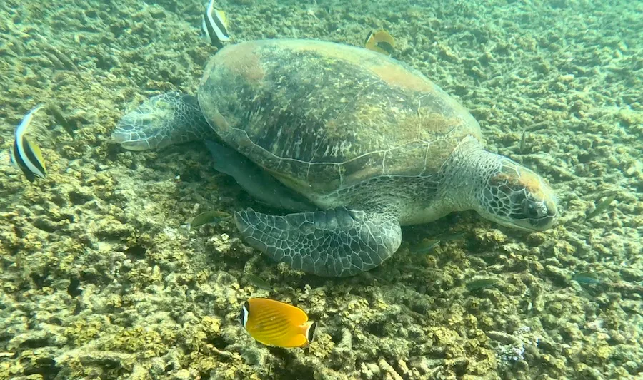 La tortuga verde más grande que hemos visto, en Koh Tao